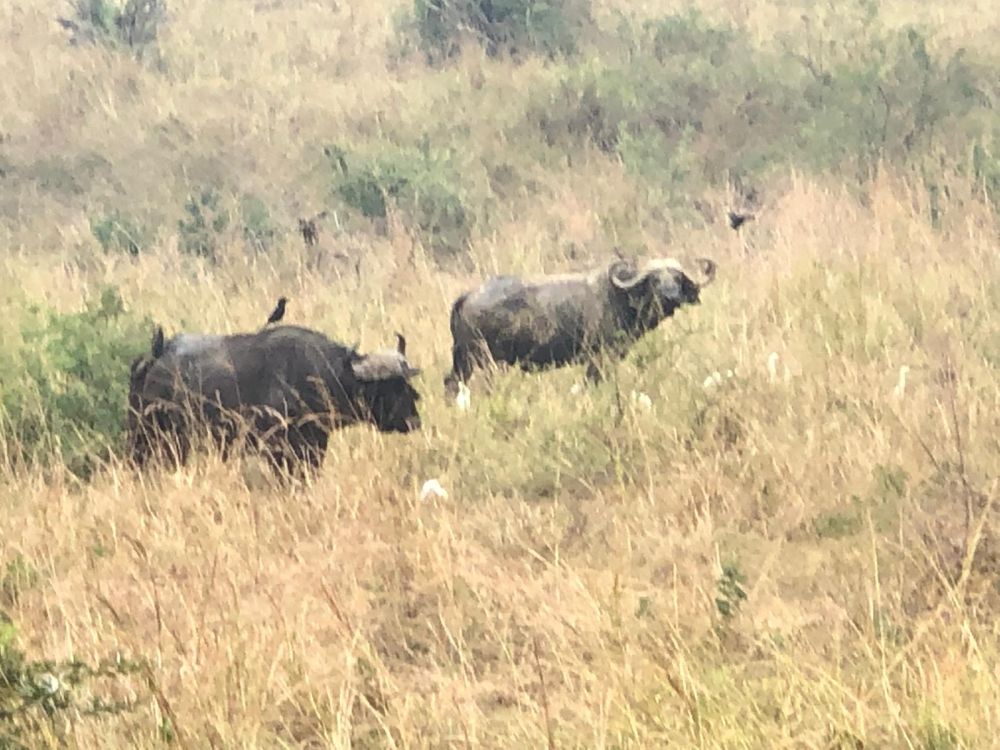 FBB Projekt in Uganda